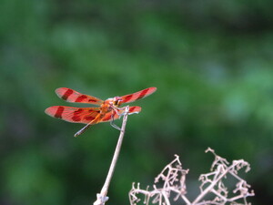 daosma