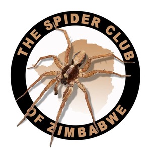 spider_club_of_zimbabwe
