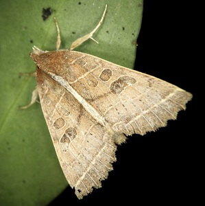renebel_moth