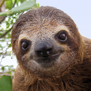 slothpower
