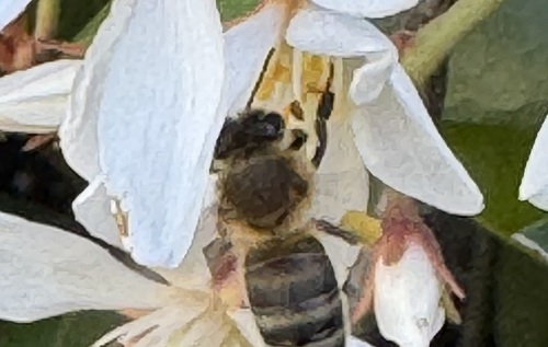 dhaff's Profile · iNaturalist