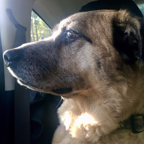 bopperz's Profile · iNaturalist
