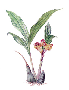 orchidartist