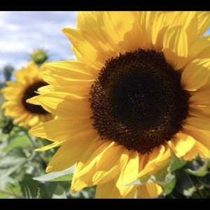 sunflower_bio_1