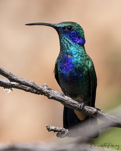 the_mexican_violetear