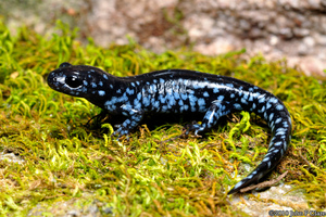 spottedsalamander
