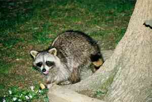 raccoon301