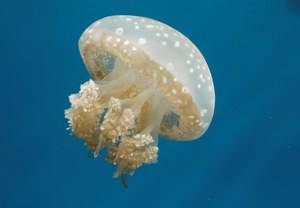 jellyfishww