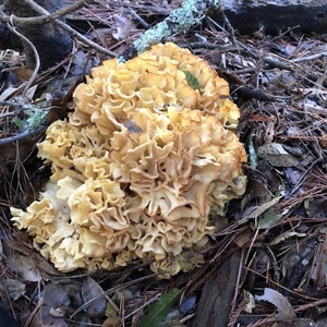 mushroomshindig