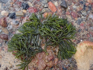 algaemarg