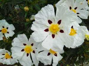 cistus_ladanifer