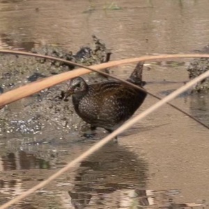 tuepfelsuppenhuhn