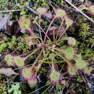 drosera21