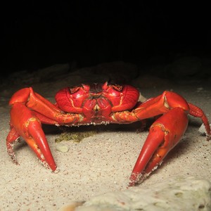 crabspromenade