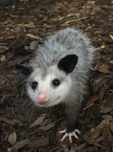 opossumfan