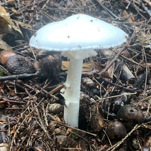 mushroom-dot-com