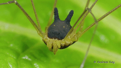 opilion's Profile · iNaturalist