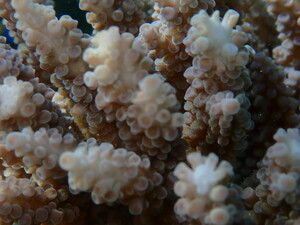 coral_investigator