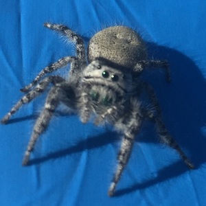 spider90804
