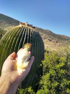 ecologia-tierrablanca-gto