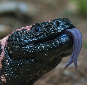 diannaheartsreptiles