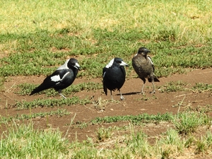 magpies_friends