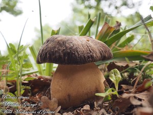 wild_mushrooms_of_greece