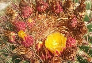 cactusspots