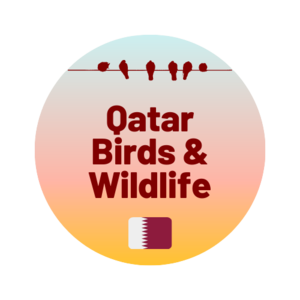 qatarbirds