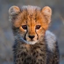cheetah26