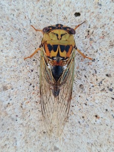 cicada108