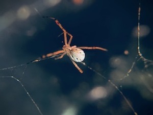 spiderbugkm