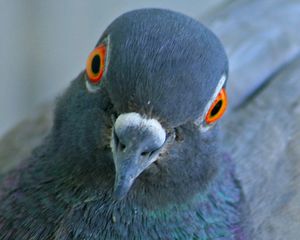 pigeonpoker