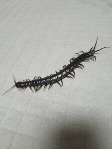 centipede-lover