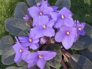 violetvioletviolet