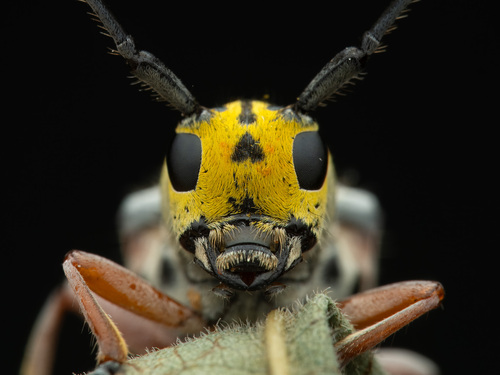 benjonion's Profile · iNaturalist