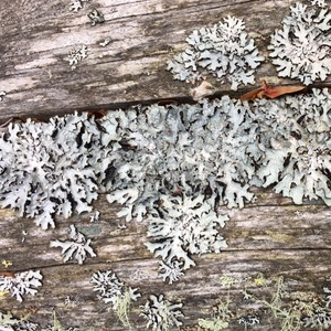 licheness