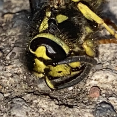embloom's Profile · iNaturalist