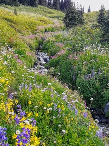 garibaldi-alpine-fieldwork