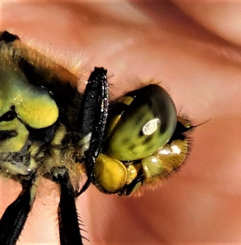 insectology's Profile · iNaturalist