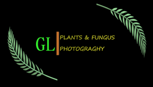 gl_ll_plants_photography