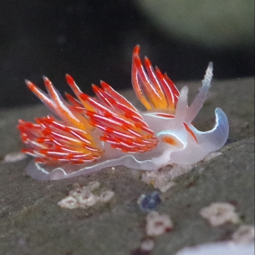 tidaltraveler's Profile · iNaturalist