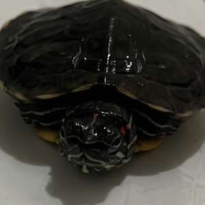 pedro_yeras's Profile · iNaturalist
