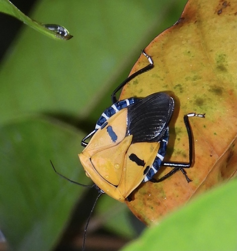 catalinatong's Profile · iNaturalist