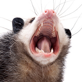caleb-the-opossum