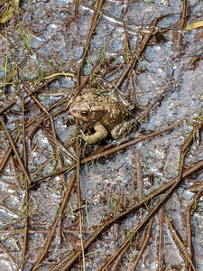 official_toad
