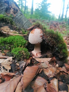 mushroom_add1ct_