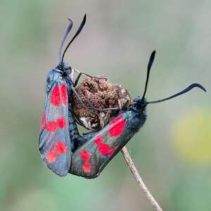 insekteninsehnde