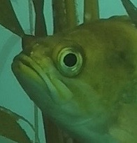 a_kelp_rockfish