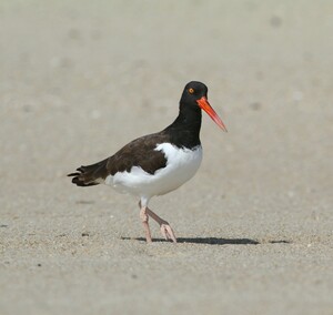 falcocolumbarius